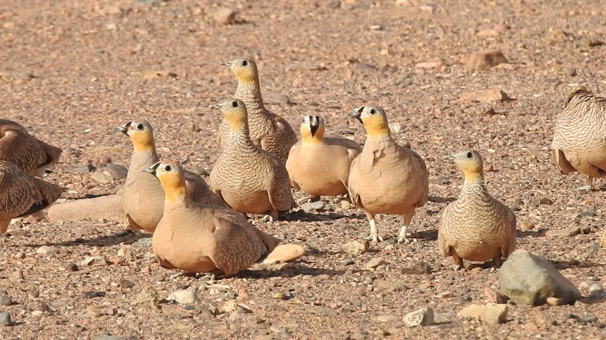Crowned Sandgrouse - ML640374200