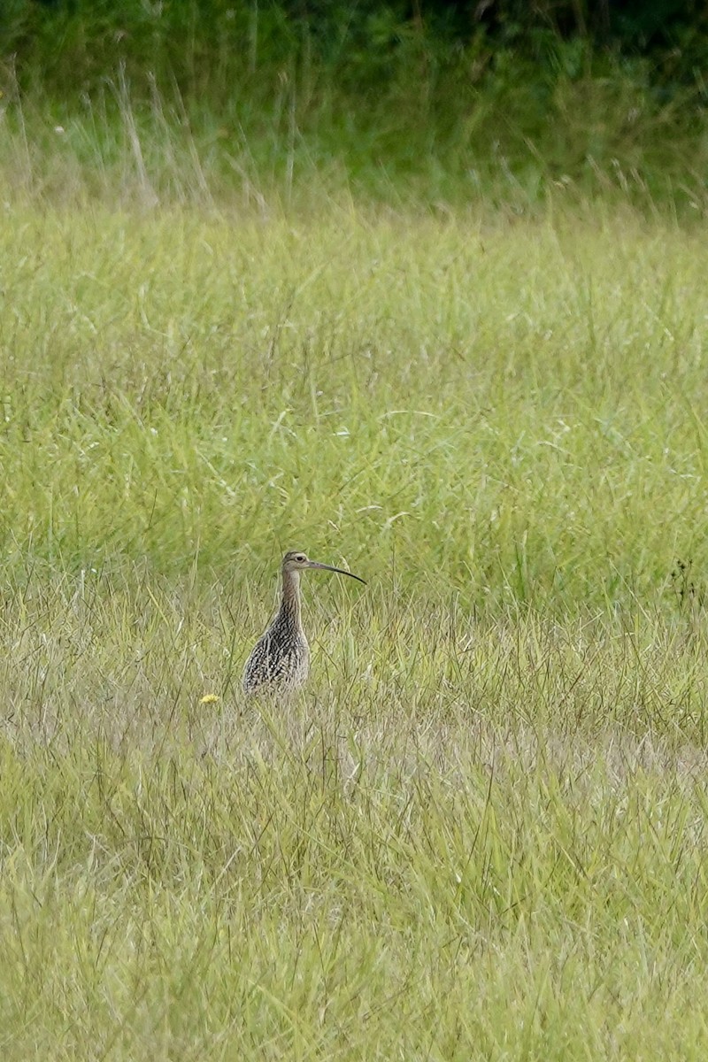 Long-billed Curlew - ML640374208