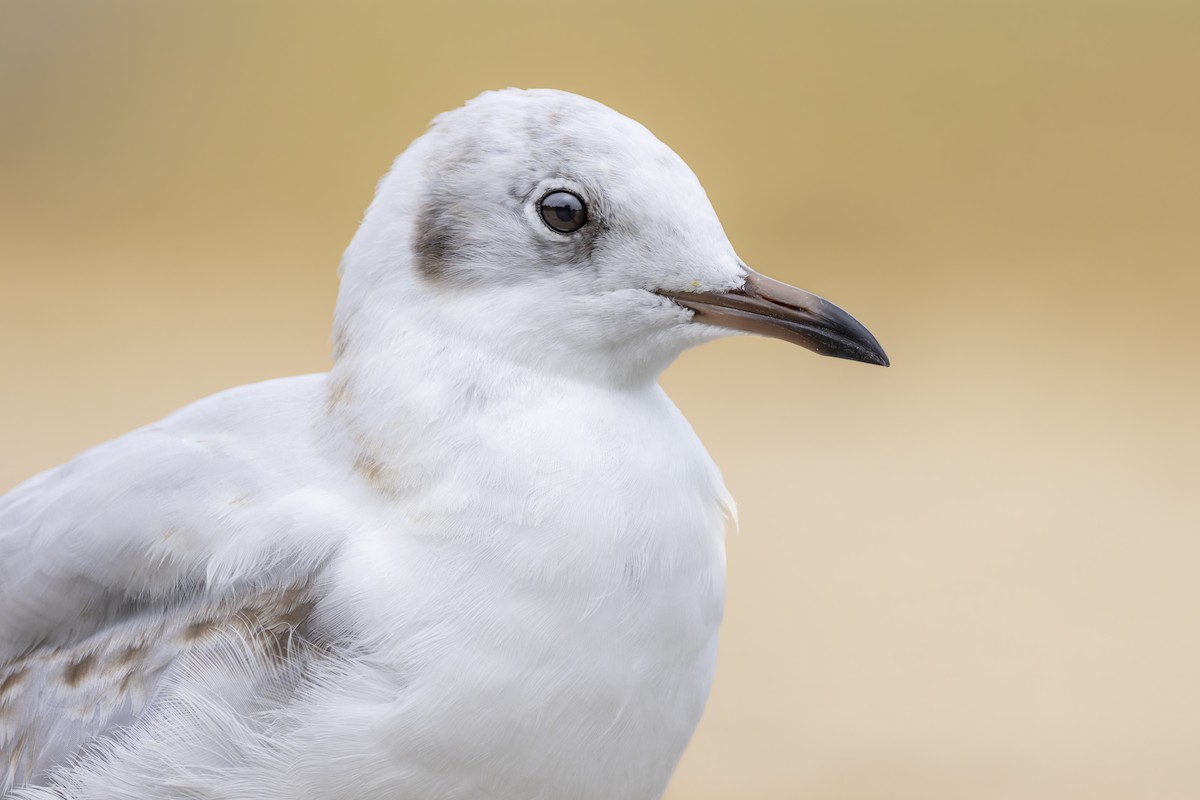 Black-headed Gull - ML640374210