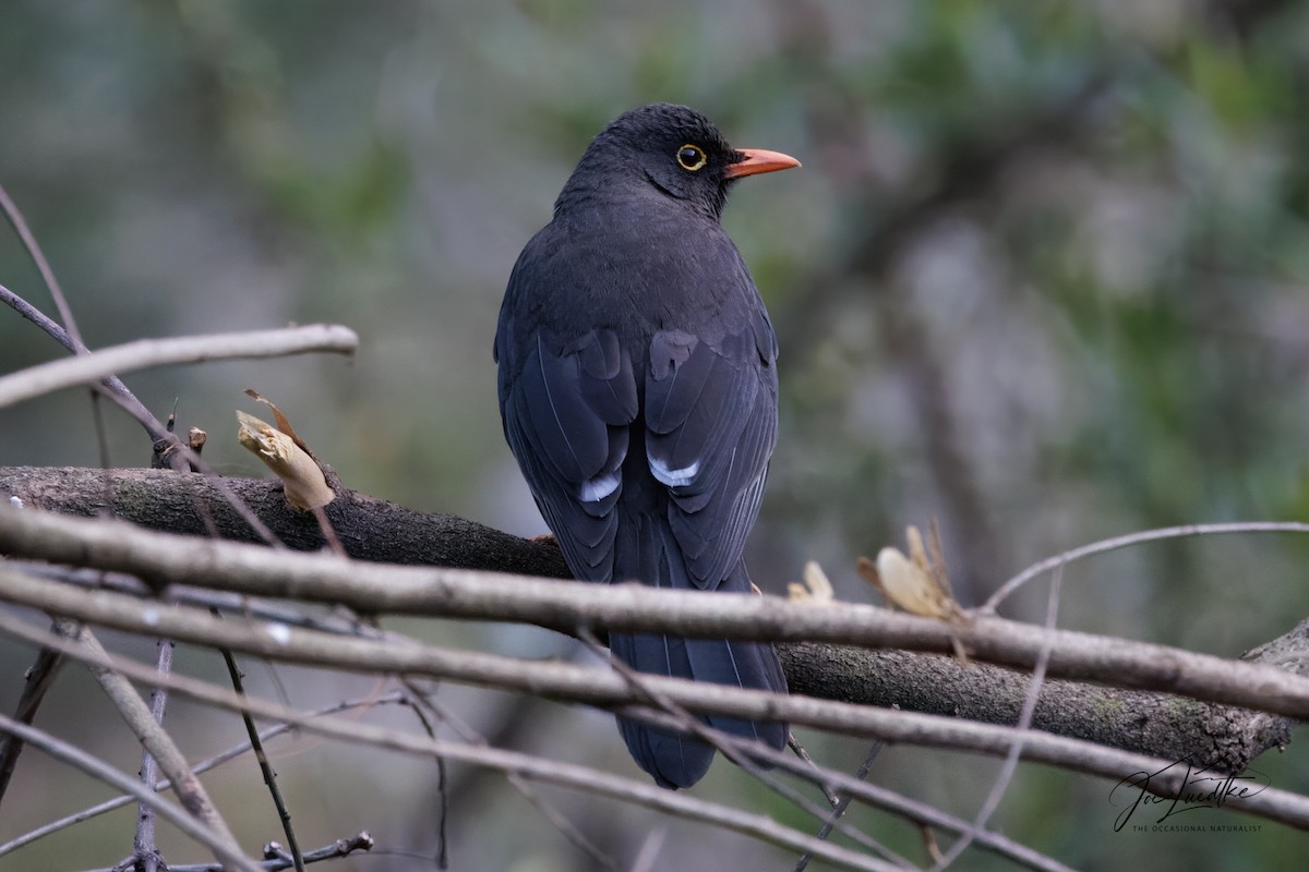 Great Thrush - ML640374219