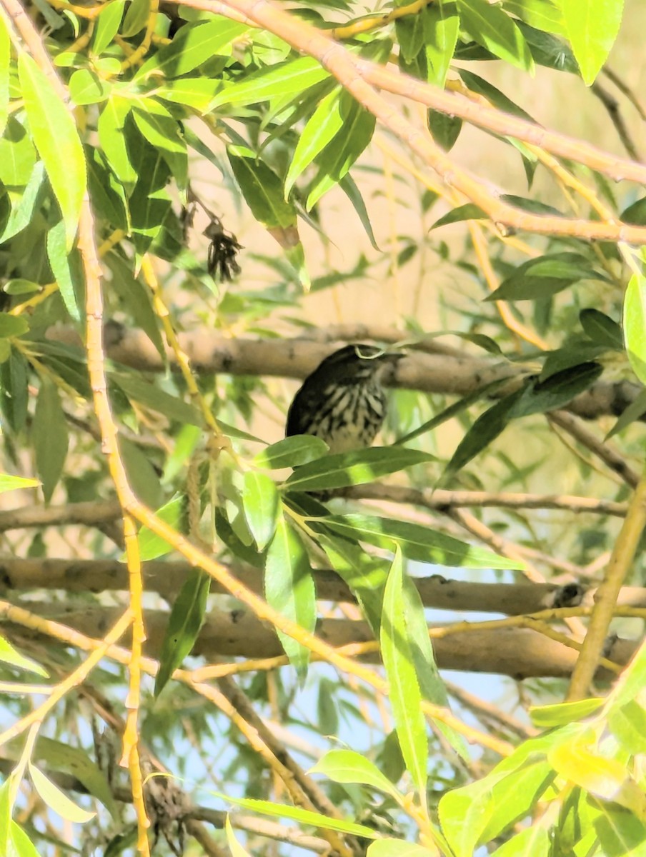 Northern Waterthrush - ML640374298