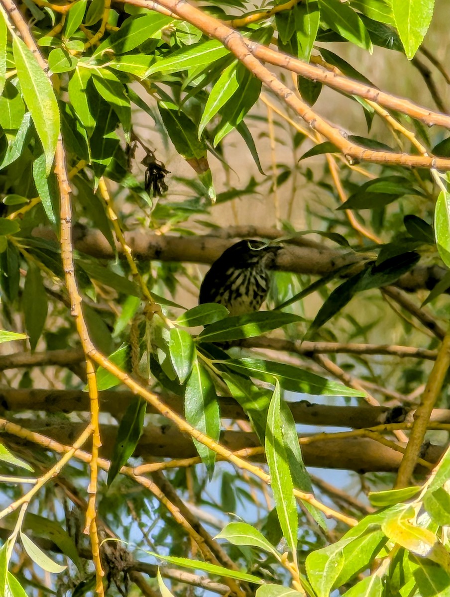 Northern Waterthrush - ML640374306