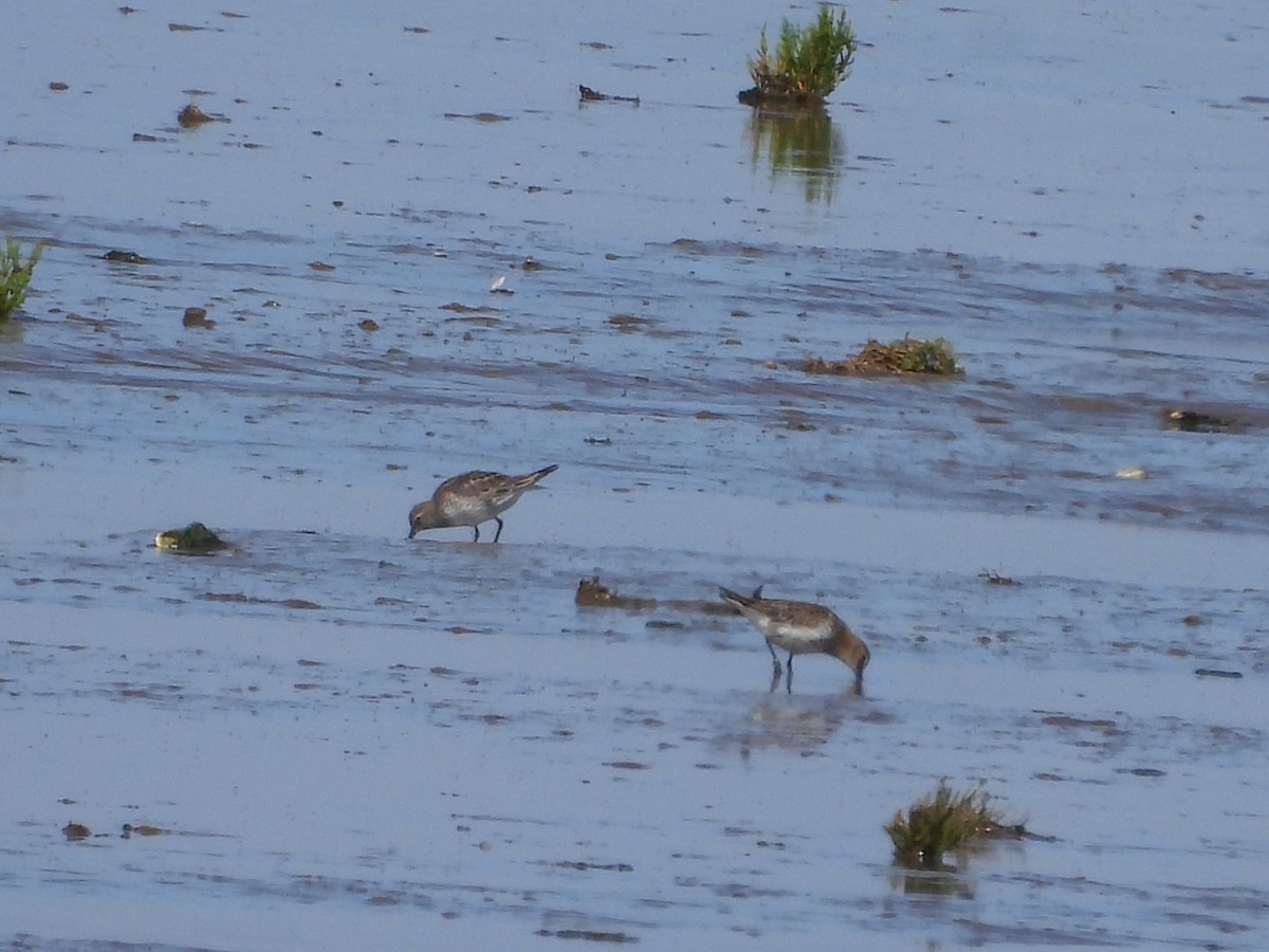 White-rumped Sandpiper - ML640374307