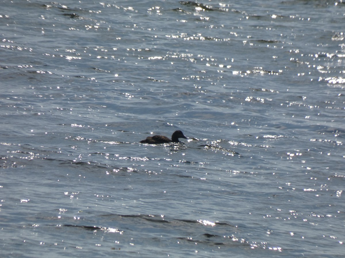 American Black Duck - ML640374331