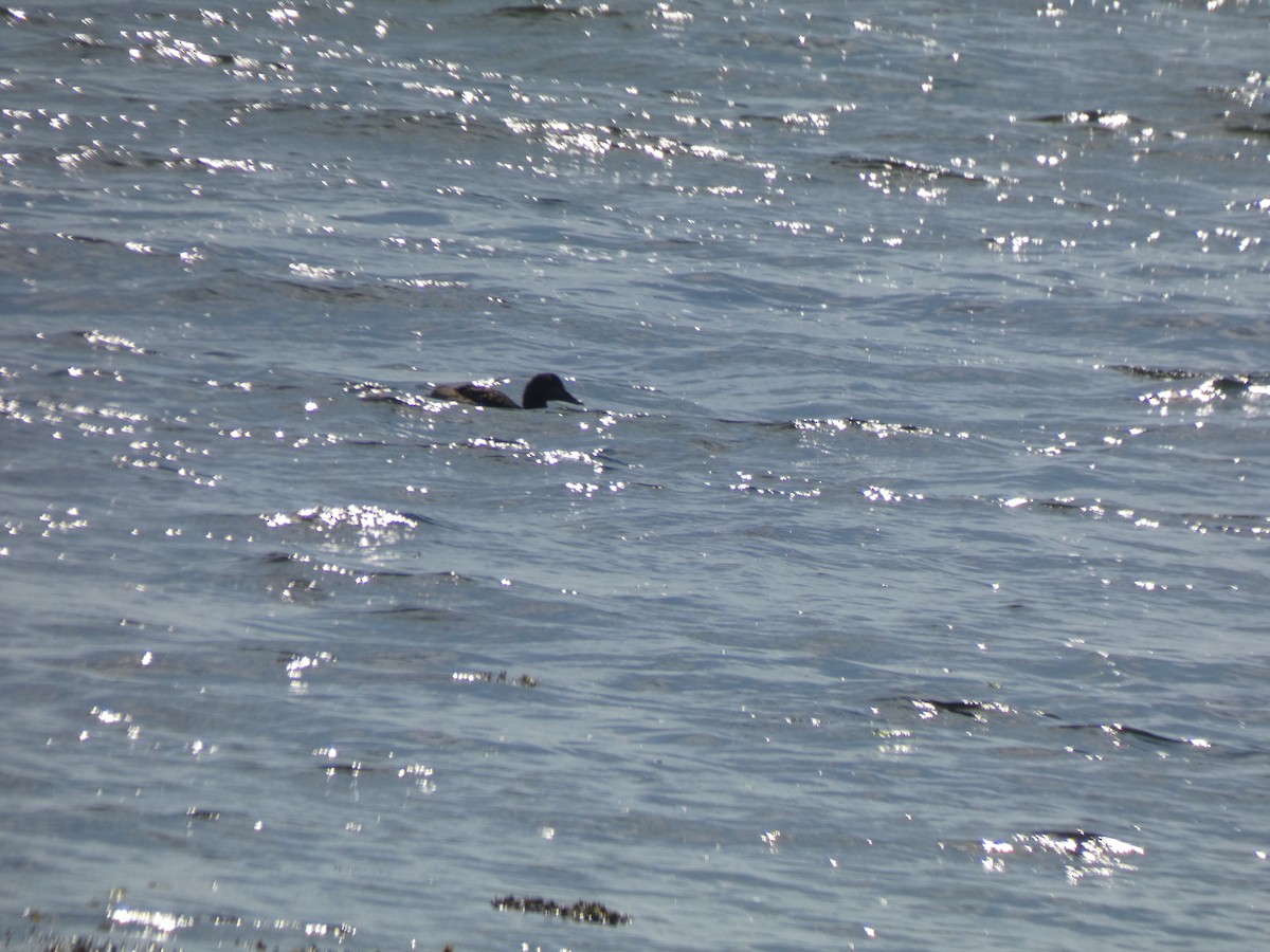 American Black Duck - ML640374332