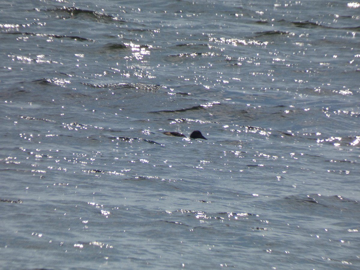 American Black Duck - ML640374333