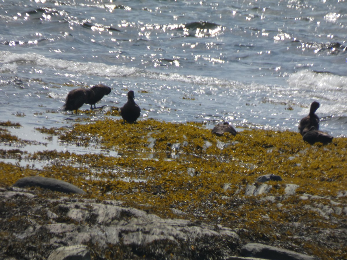 American Black Duck - ML640374334