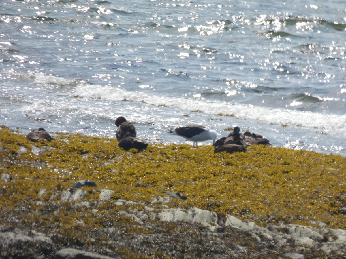 American Black Duck - ML640374335