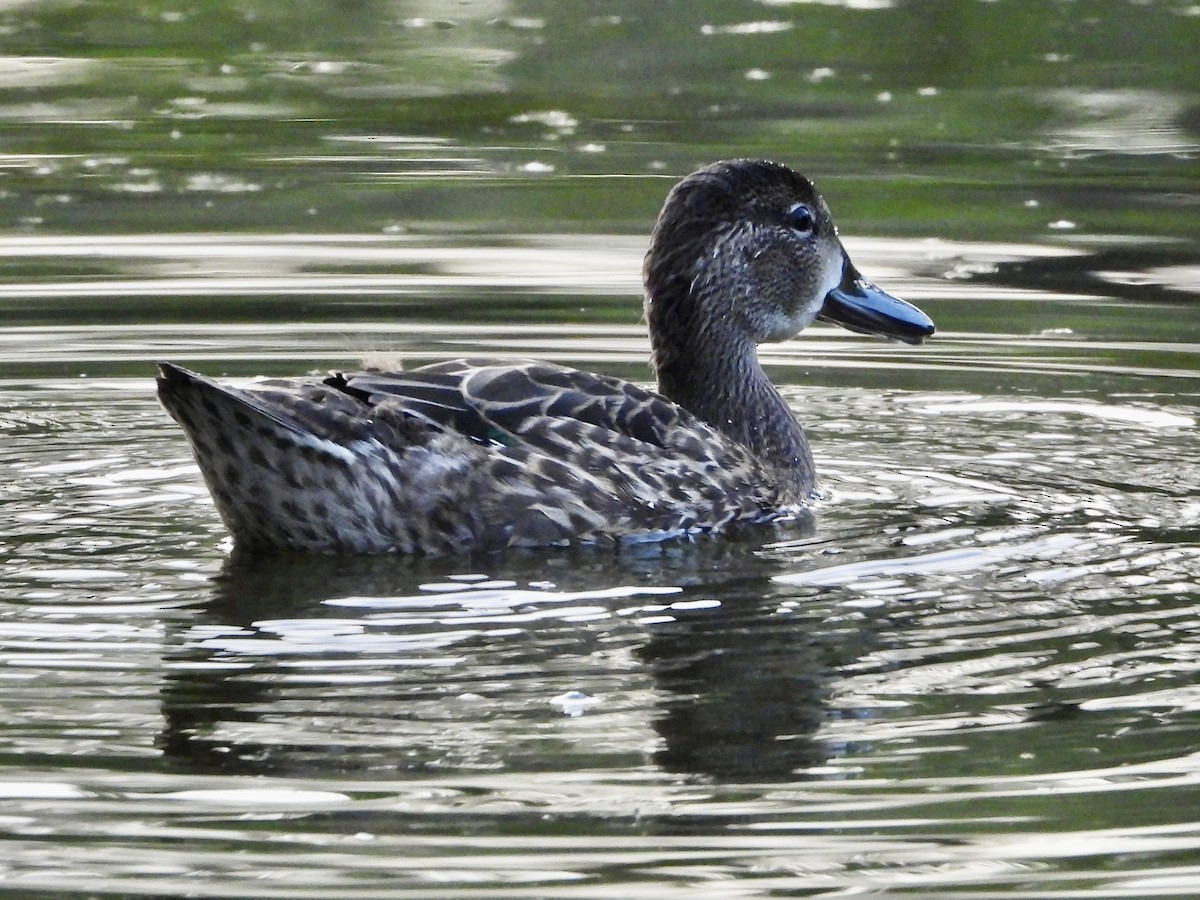 Blue-winged Teal - ML640374339