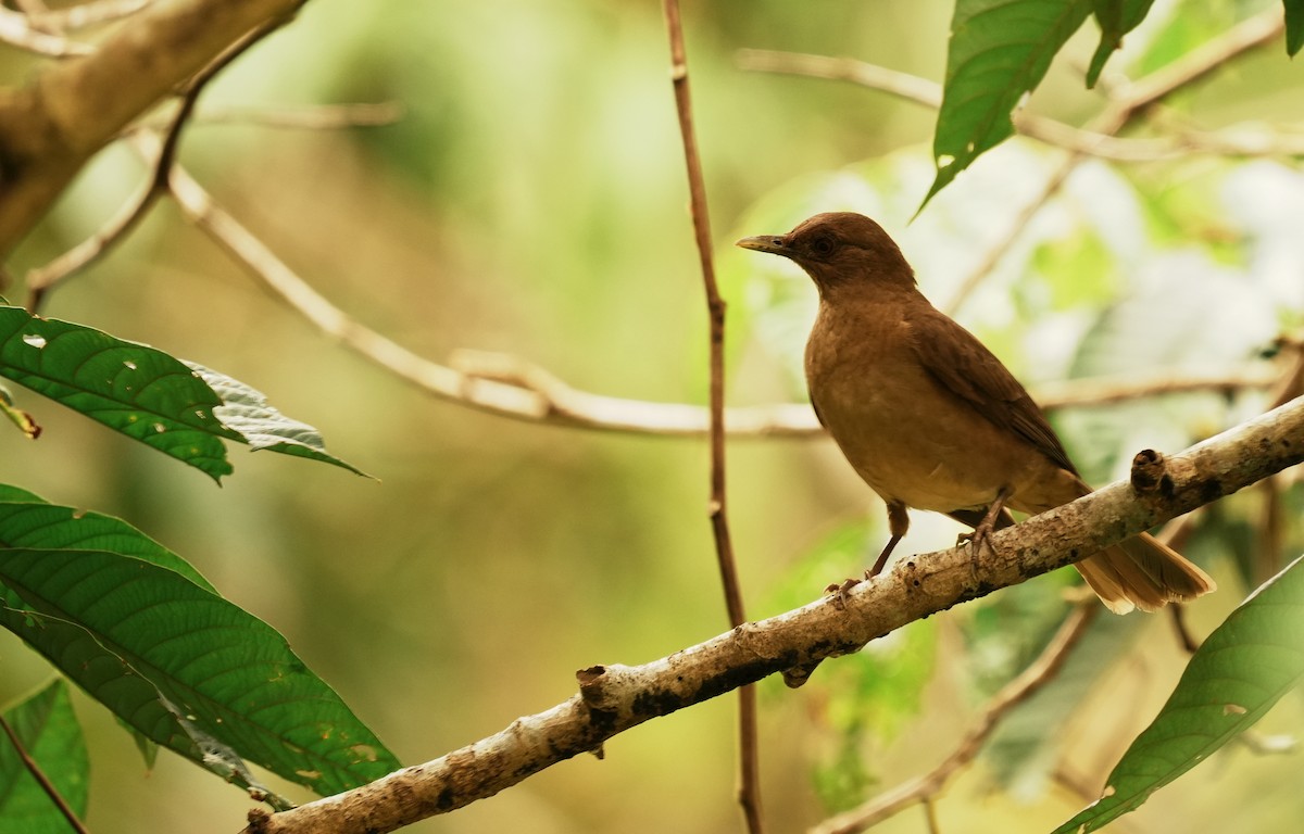 Clay-colored Thrush - ML640374376