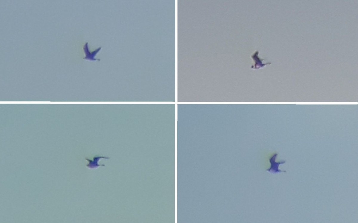 Pomarine Jaeger - ML640374395