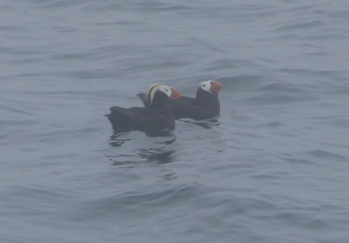 Tufted Puffin - ML640374485