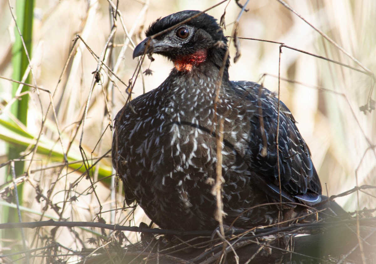 Dusky-legged Guan - ML640374492