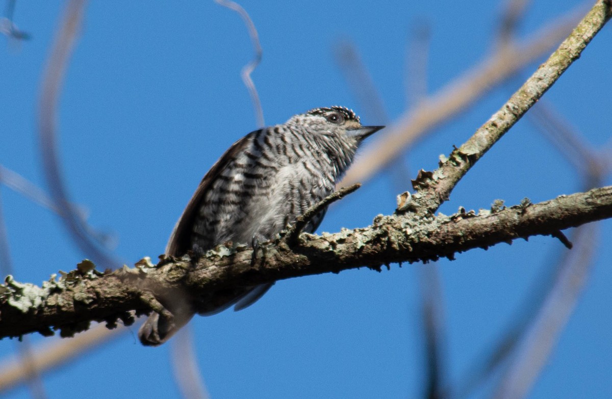 White-barred Piculet - ML640374509