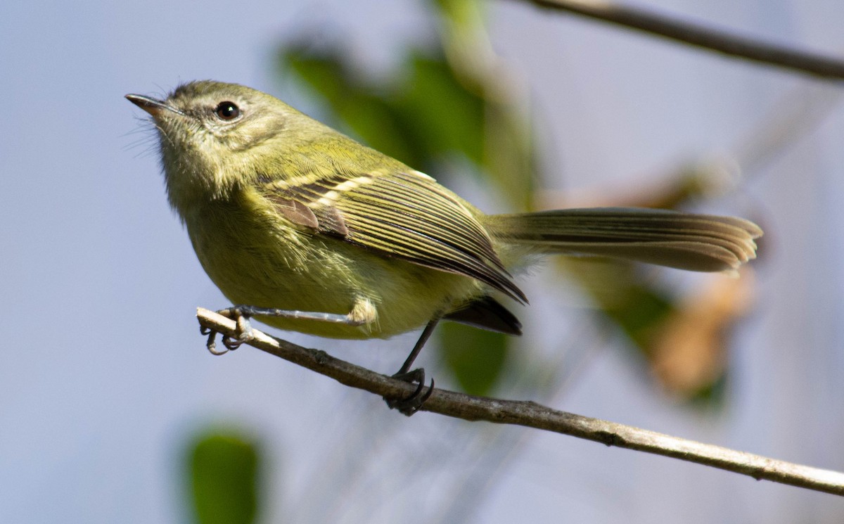 Mottle-cheeked Tyrannulet - ML640374529
