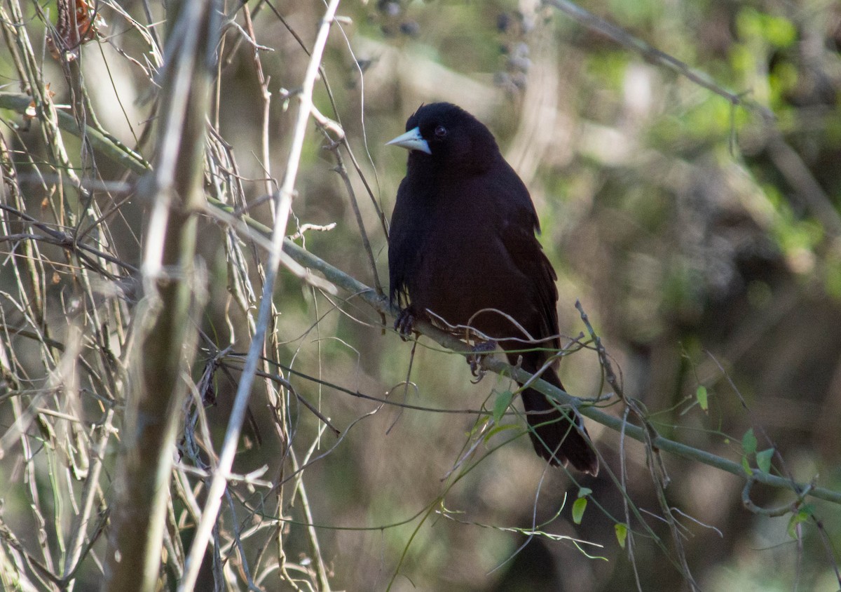 Solitary Black Cacique - ML640374545