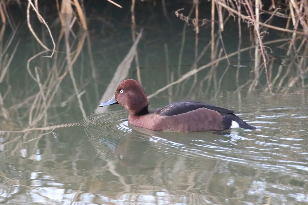 Ferruginous Duck - ML640374560