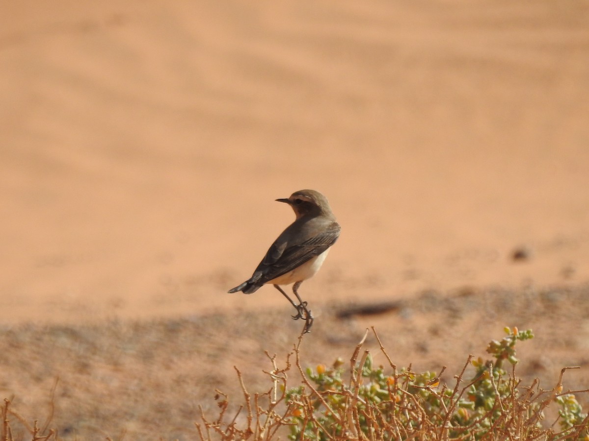 Northern Wheatear - ML640374576