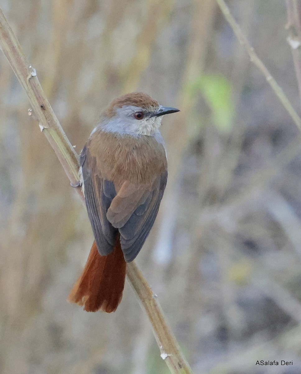 Rufous-tailed Palm-Thrush - ML640374583