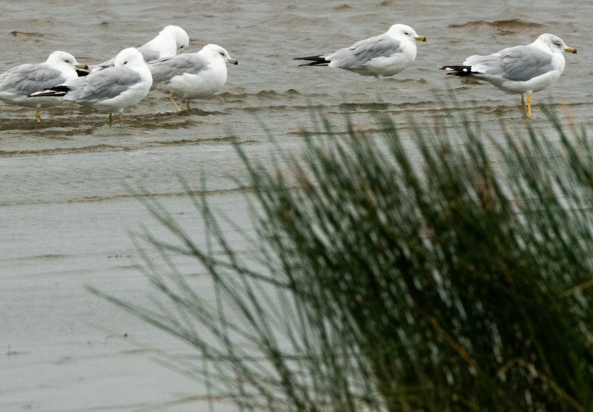 Ring-billed Gull - ML640374645
