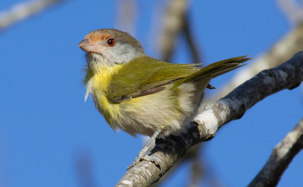 Rufous-browed Peppershrike - ML640374653