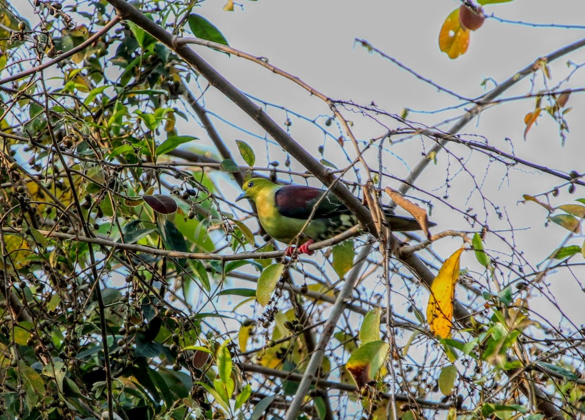 Wedge-tailed Green-Pigeon - ML640374678