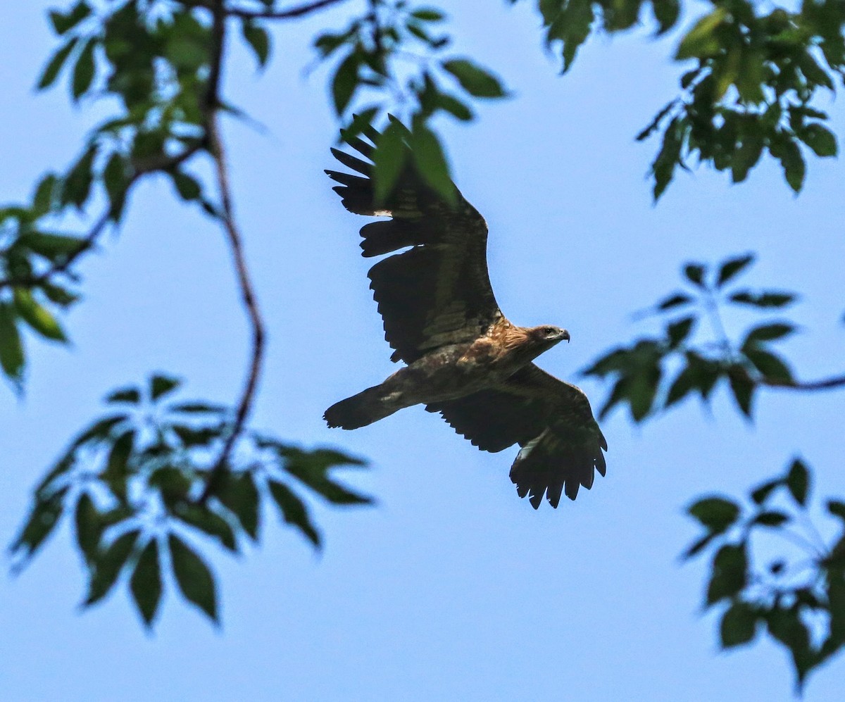 Pallas's Fish-Eagle - ML640374679