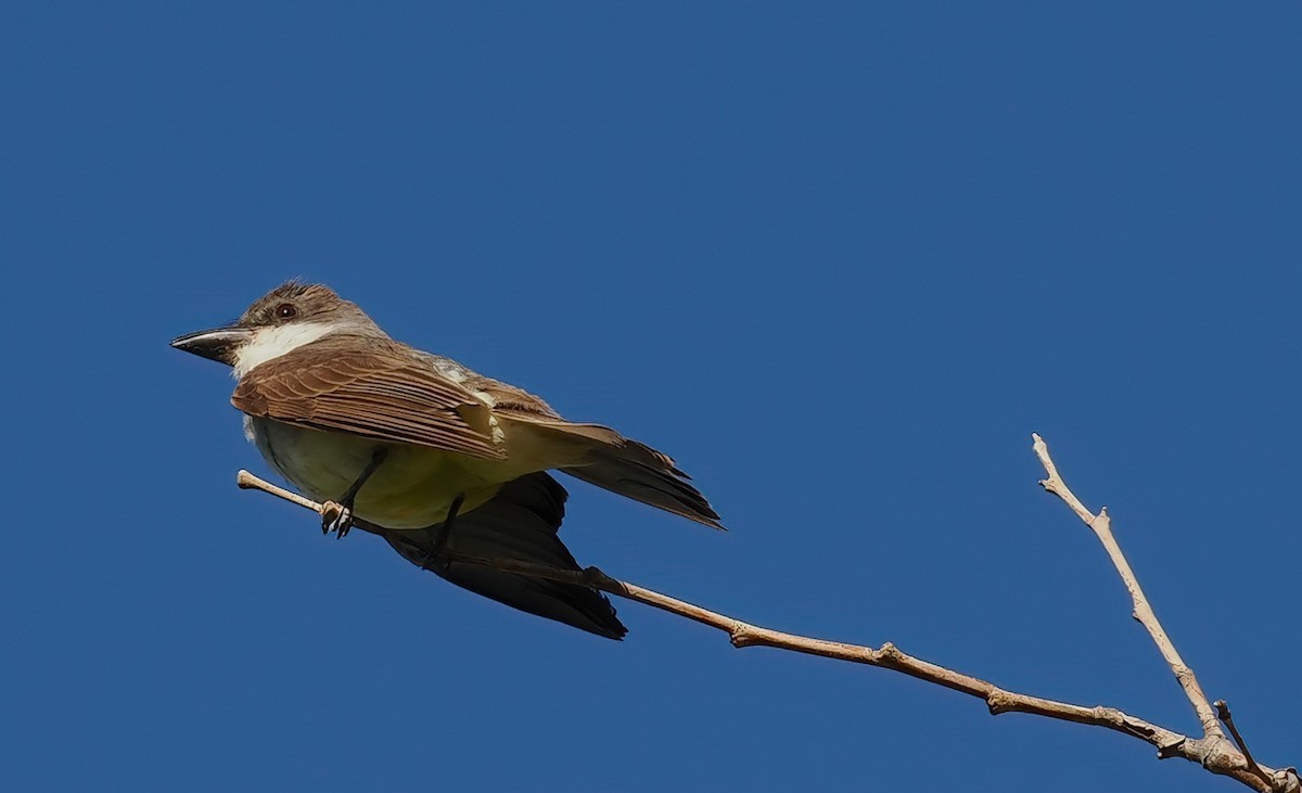 Thick-billed Kingbird - ML640374700