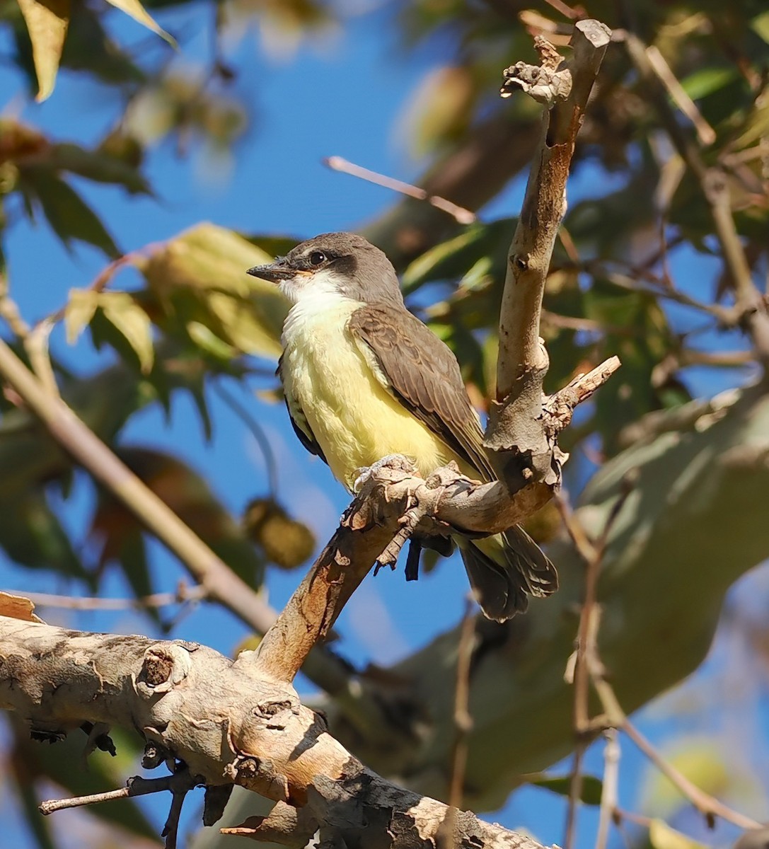 Thick-billed Kingbird - ML640374701