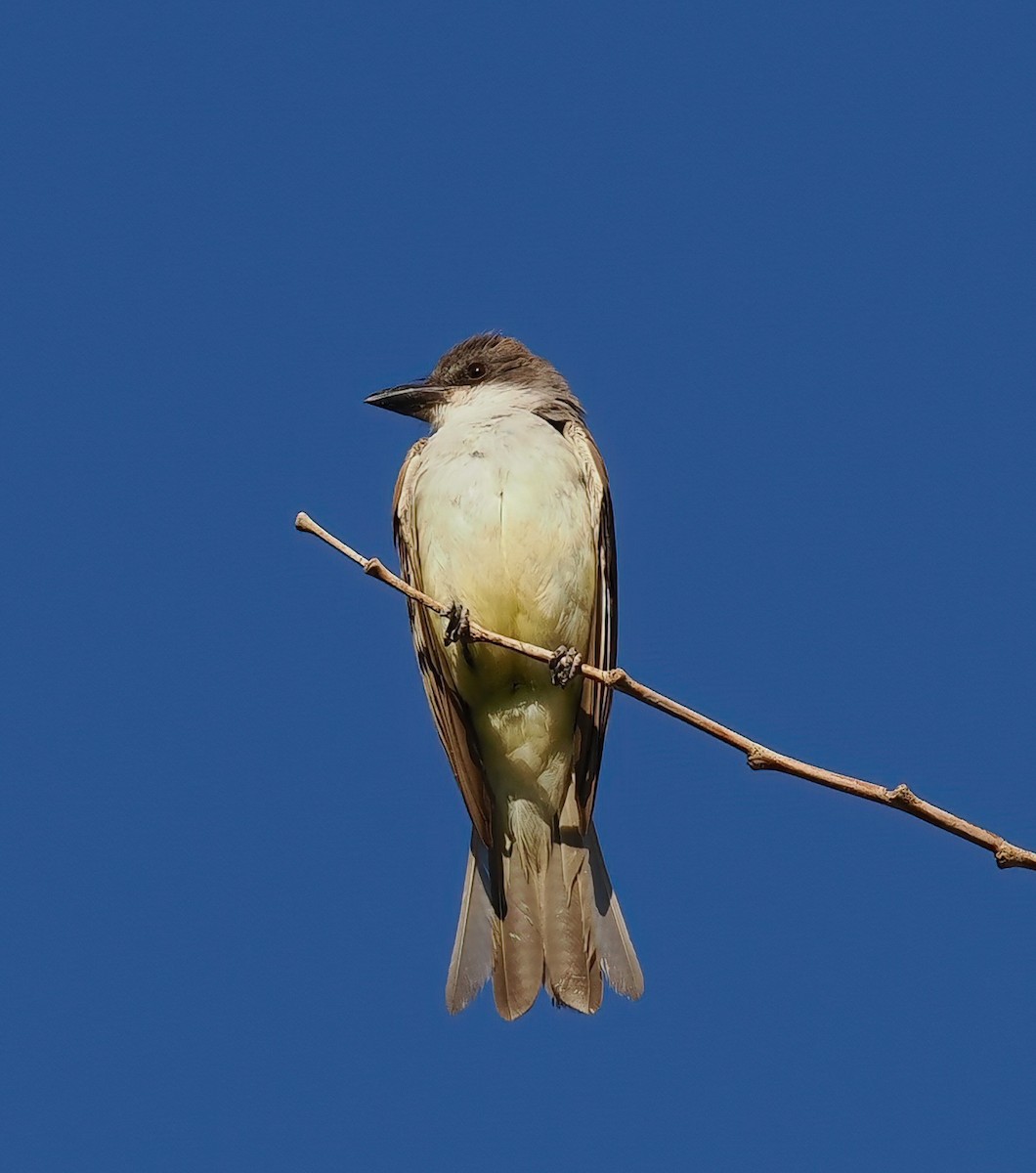 Thick-billed Kingbird - ML640374702