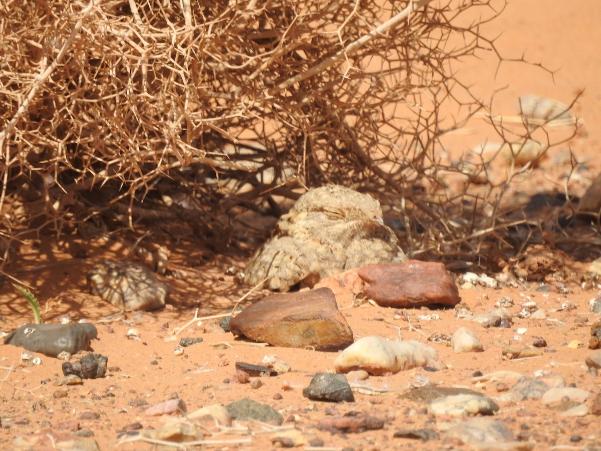 Egyptian Nightjar - ML640374705