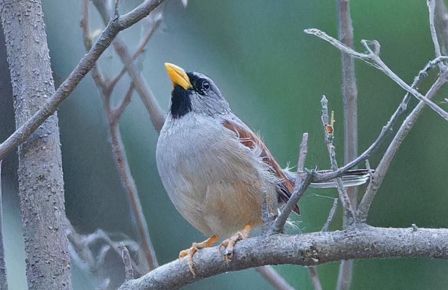 Great Inca-Finch - ML640374738