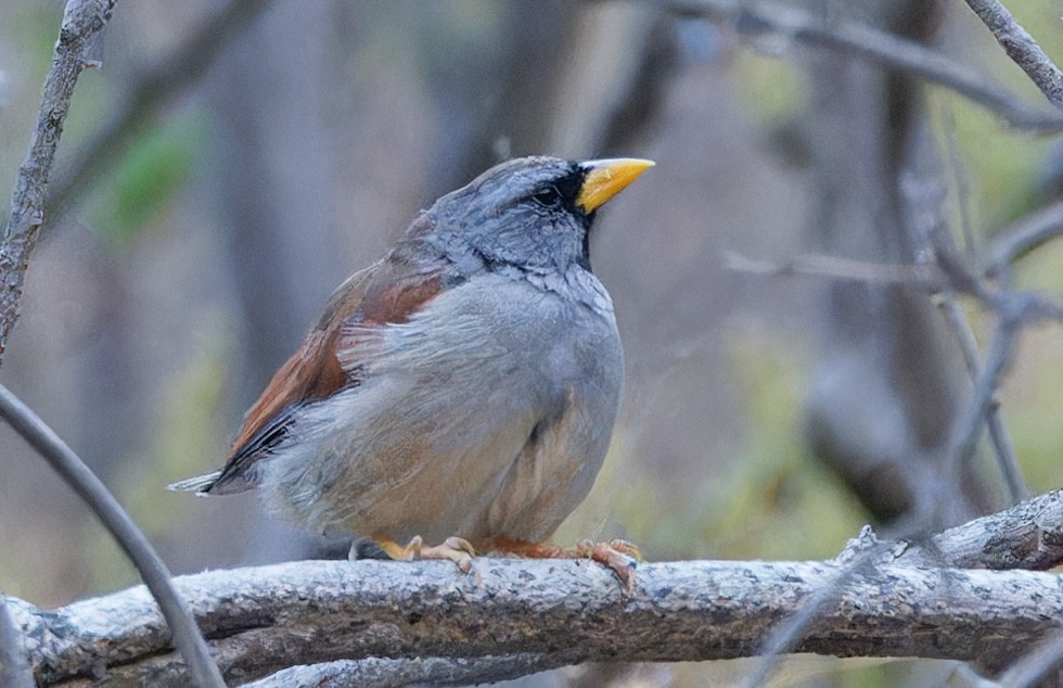 Great Inca-Finch - ML640374739