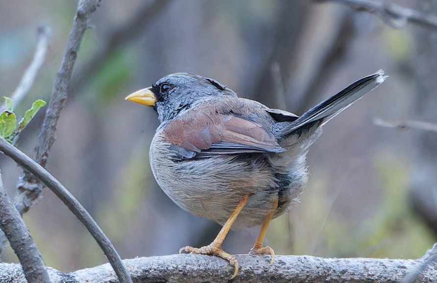 Great Inca-Finch - ML640374740