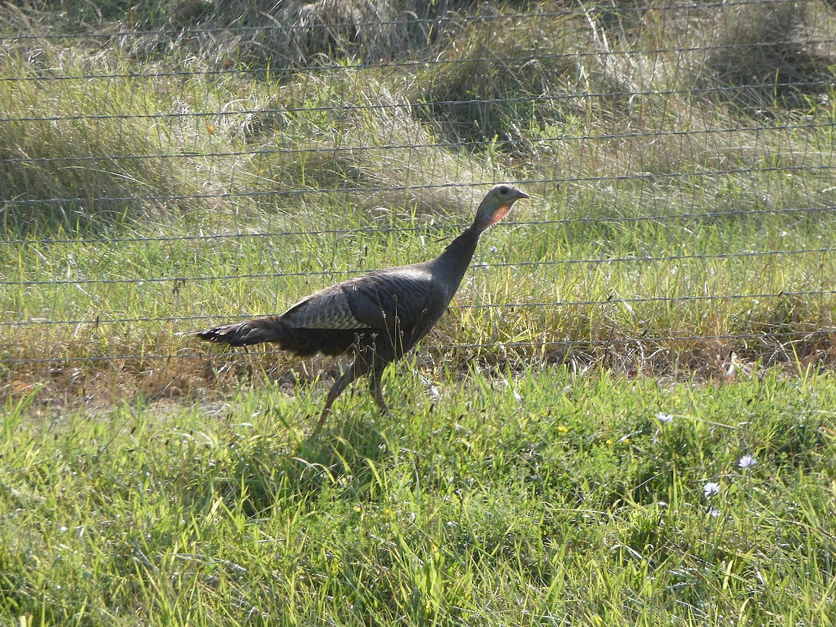 Wild Turkey - ML640374759