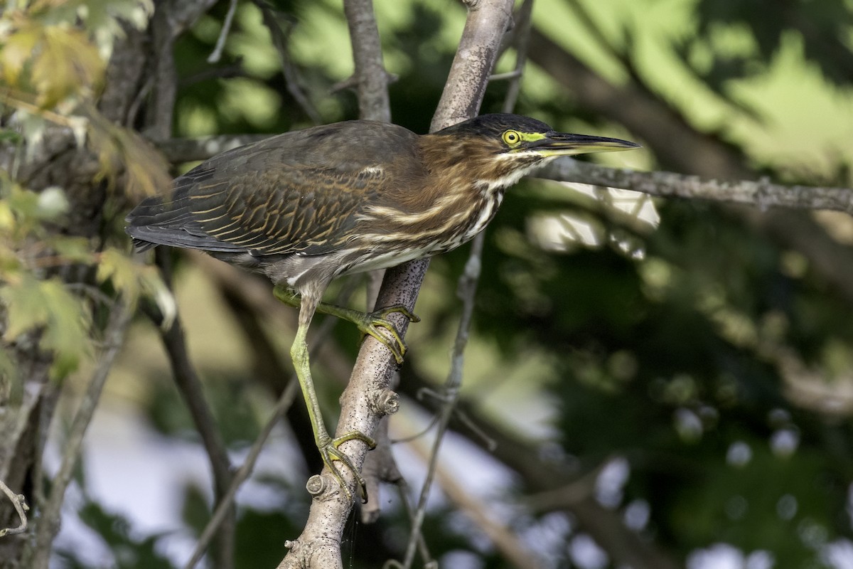 Green Heron - ML640374784