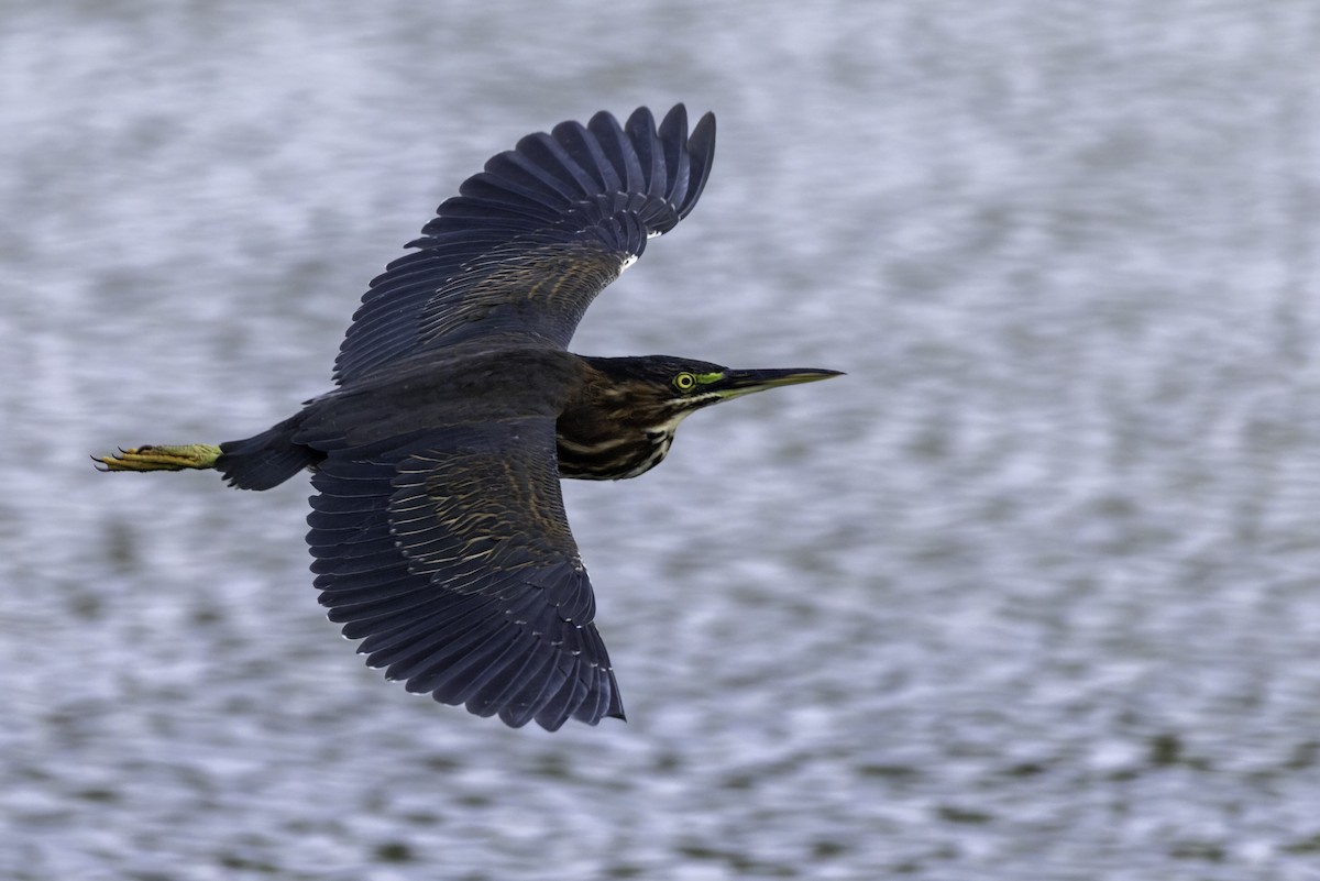 Green Heron - ML640374786
