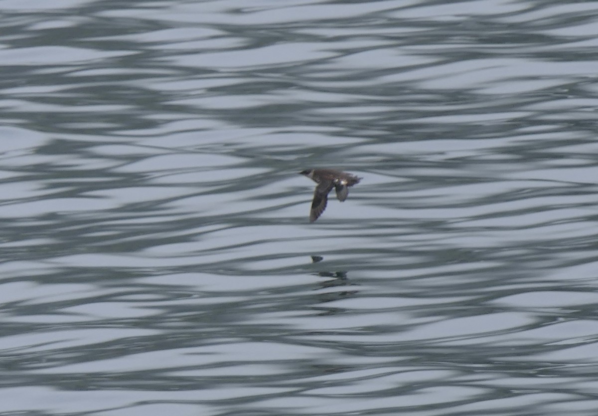 Marbled Murrelet - ML640374797