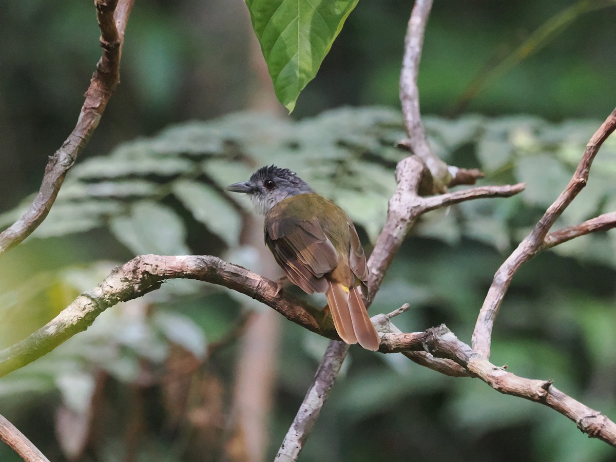 Yellow-bellied Bulbul - ML640374830