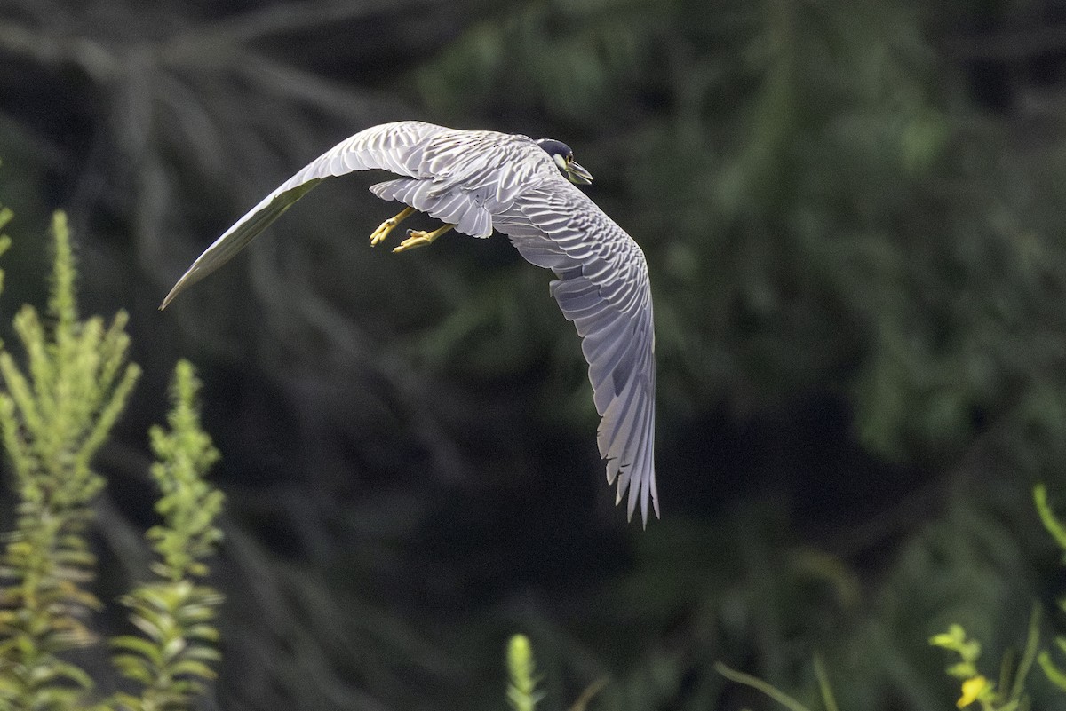 Yellow-crowned Night Heron - ML640374848