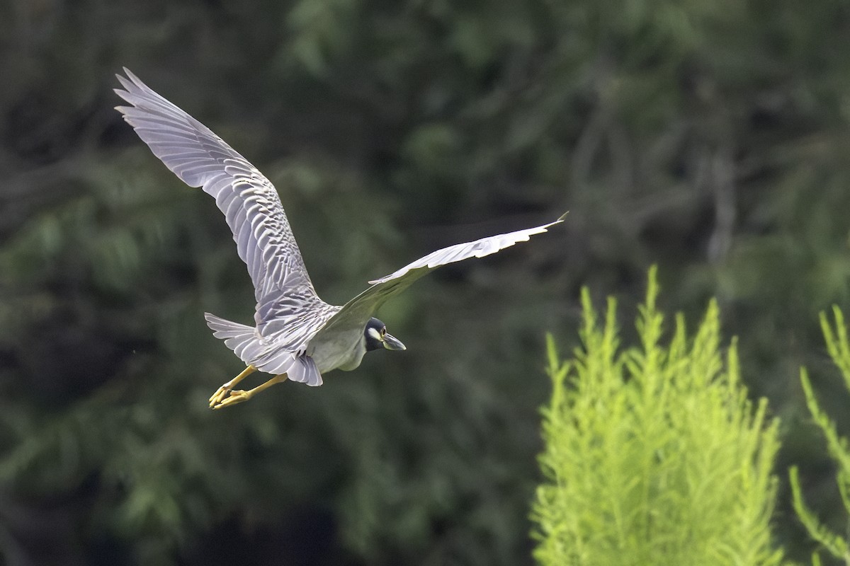 Yellow-crowned Night Heron - ML640374849