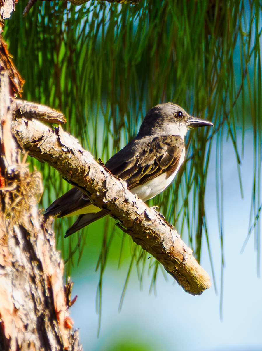 Gray Kingbird - ML640374869