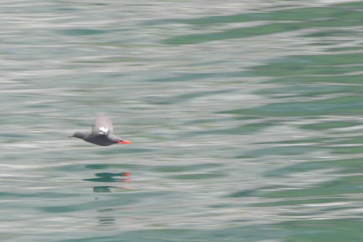 Pigeon Guillemot - ML640374880