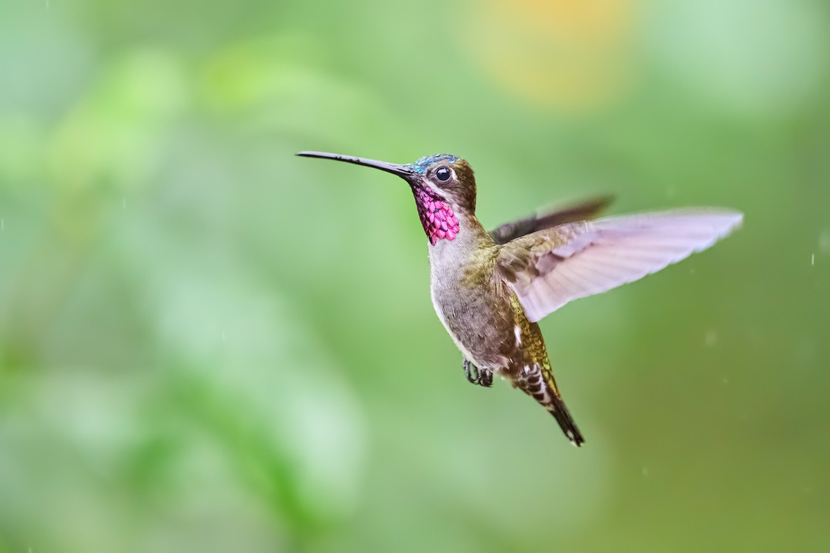 Long-billed Starthroat - ML640374912