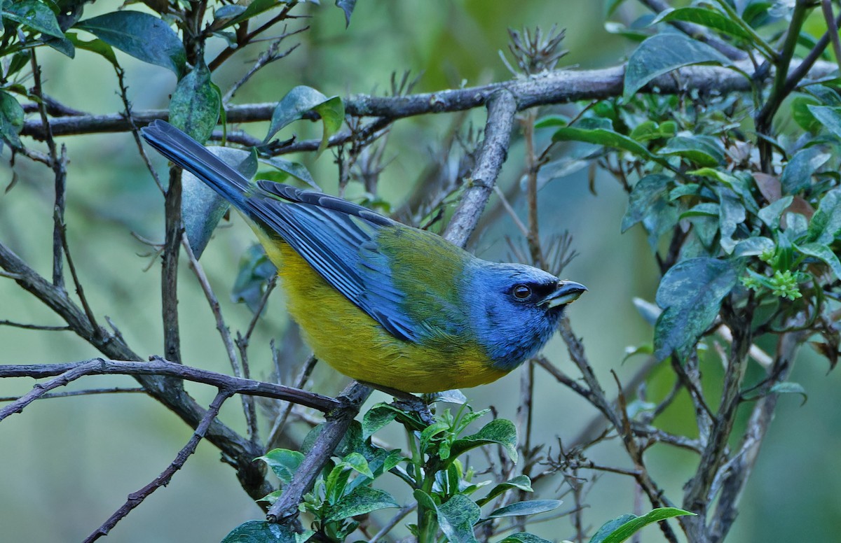 Blue-and-yellow Tanager - ML640374945