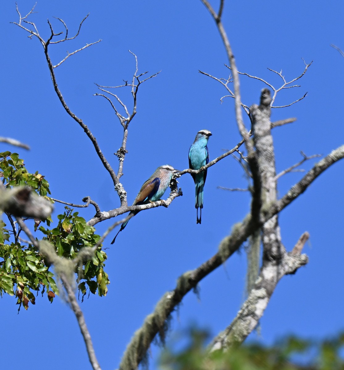 Racket-tailed Roller - ML640374983