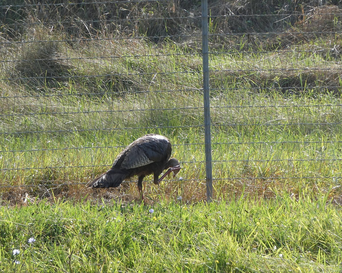 Wild Turkey - ML640375055