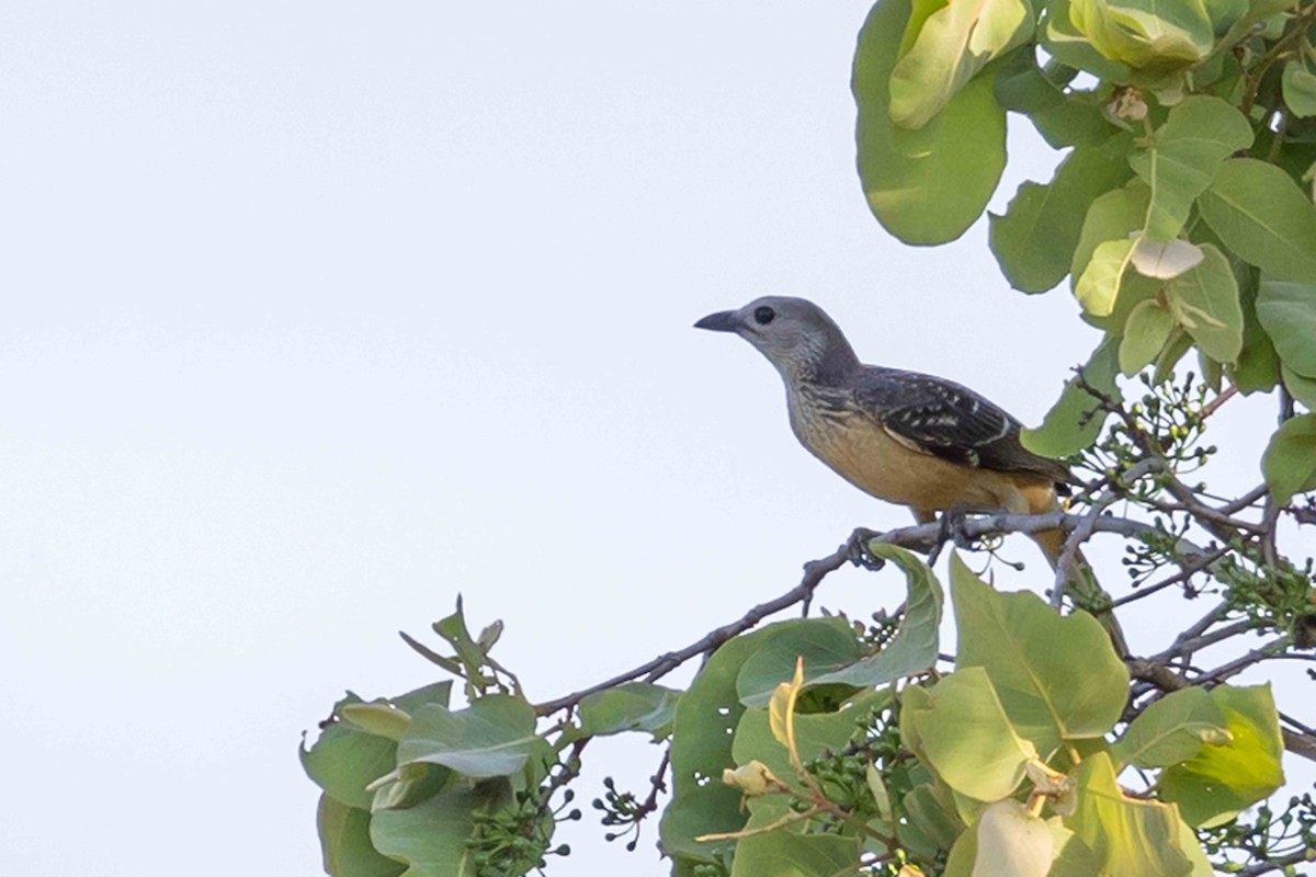 Fawn-breasted Bowerbird - ML640375067