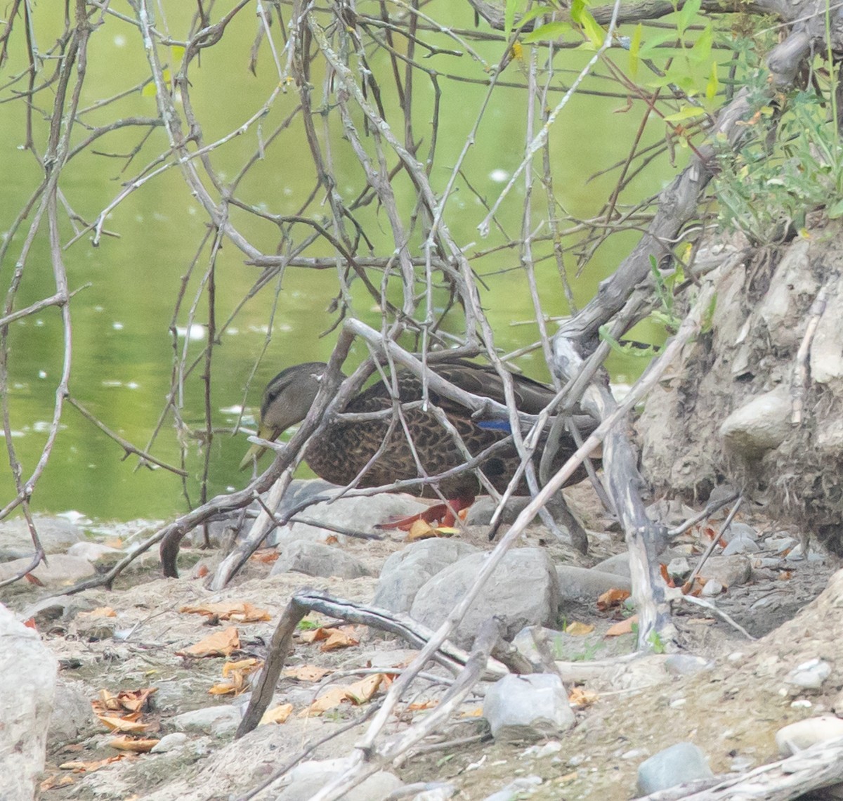 American Black Duck - ML640375206