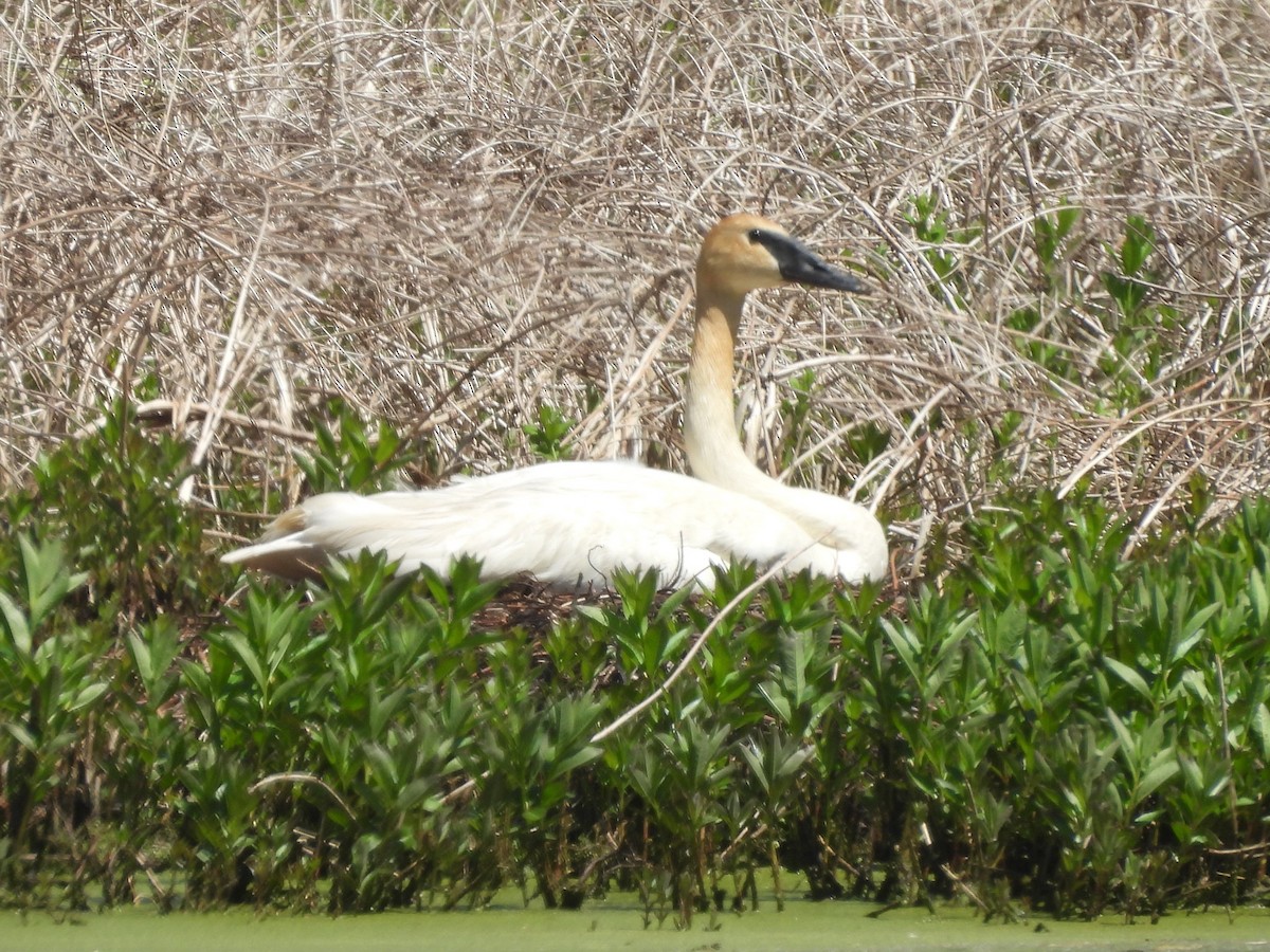 Trumpeter Swan - ML640375301
